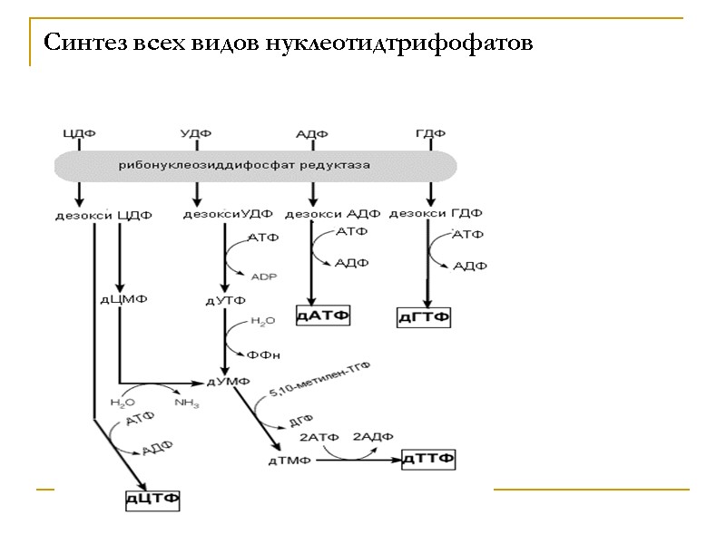 Синтез всех видов нуклеотидтрифофатов